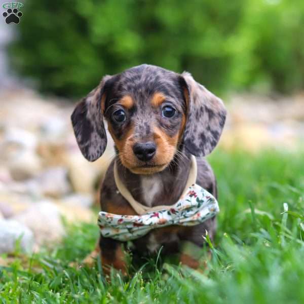 Alice, Dachshund Puppy
